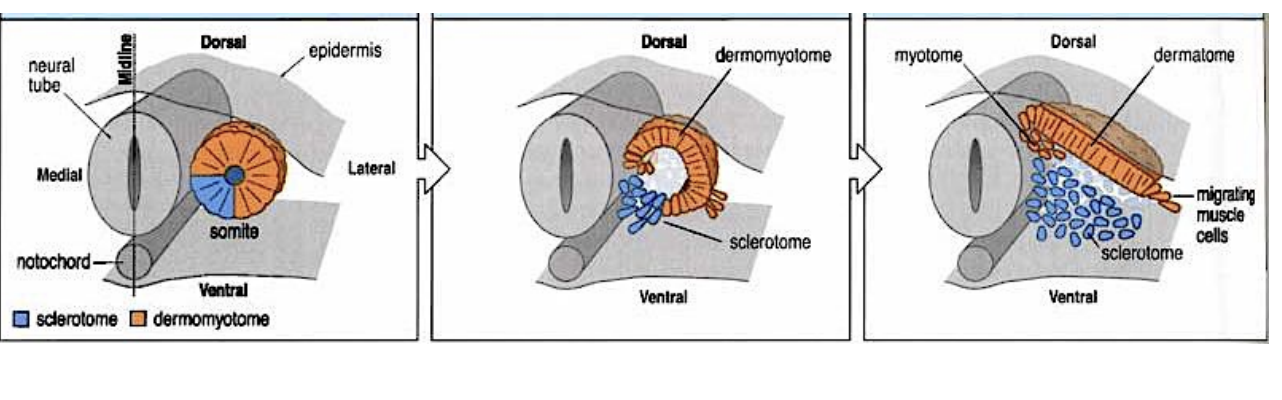 <p>when they do the EMT </p>