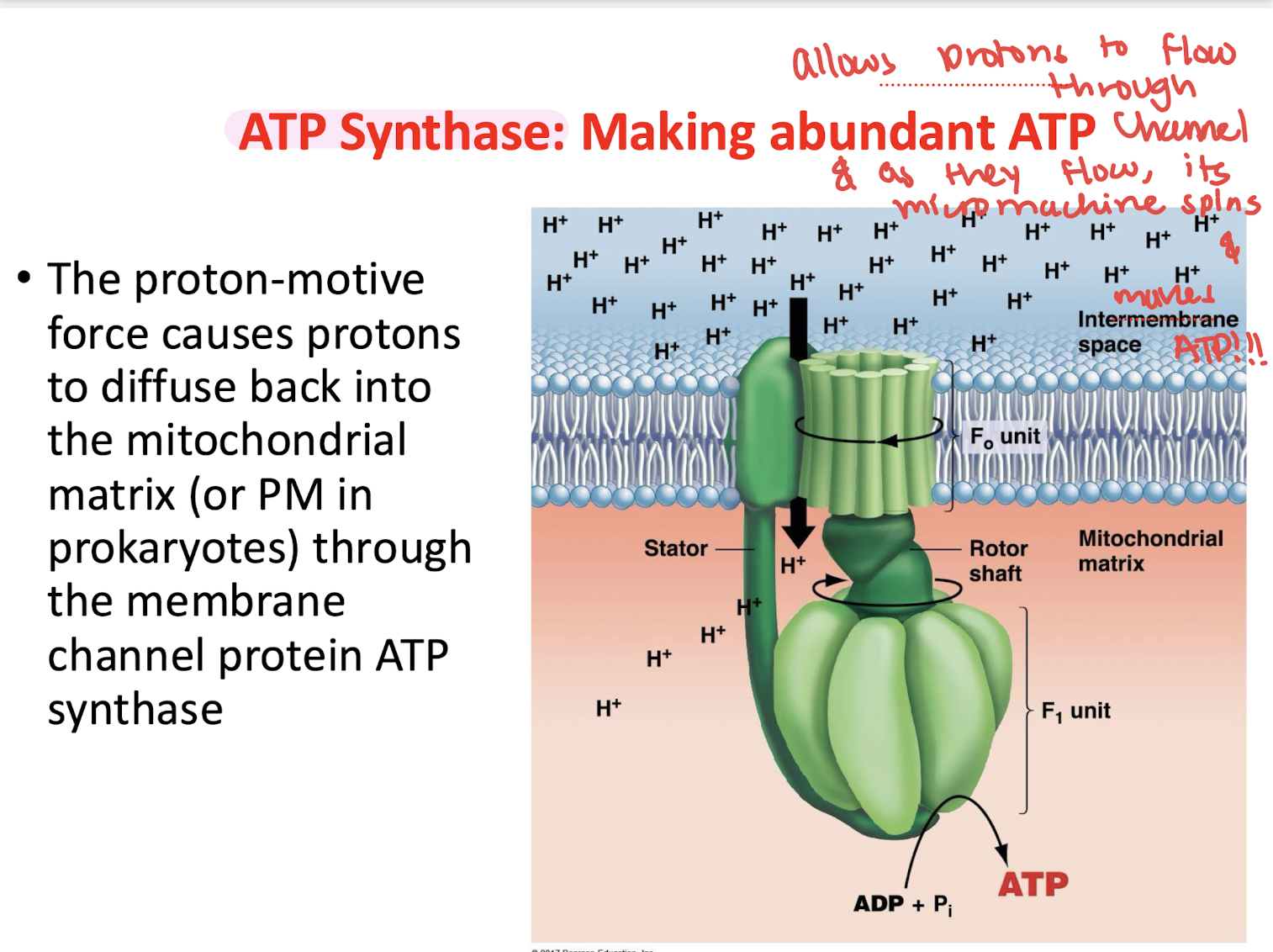 <ul><li><p>protein complex</p></li><li><p>allows protons to flow through channel &amp; as hey flow, micromachine spins &amp; makes ATP!!</p></li><li><p>Acts like a turbine</p></li><li><p>H⁺ flow → spins enzyme → makes ATP</p></li></ul><p></p>