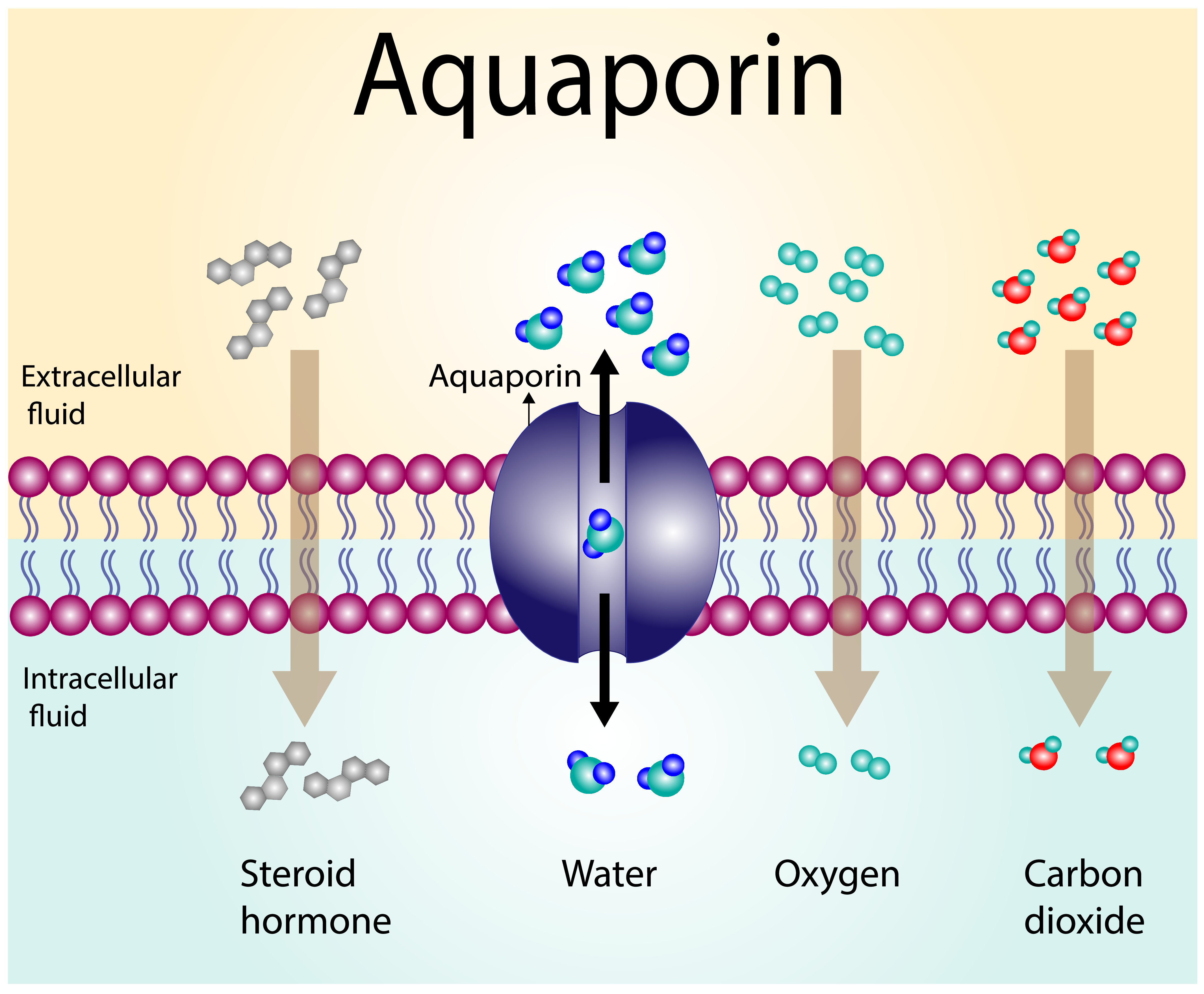 <p>Aquaporins</p>