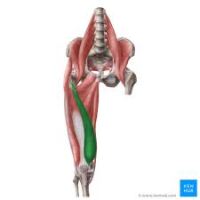 <p>Origin: Intertrochanteric line and linea aspera; Insertion: Patella via quadriceps tendon</p>