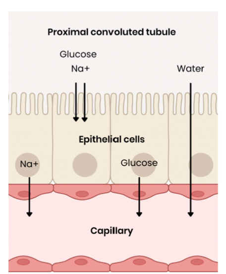 <ol><li><p>Na<sup>+</sup> actively transported out of epithelial cells to capillary</p></li><li><p>Na<sup>+ </sup>moves by facilitated diffusion into epithelial cells down a concentration gradient, bringing glucose against its concentration gradient </p></li><li><p>glucose moves into capillary by facilitated diffusion down its concentration gradient </p></li></ol><p></p>
