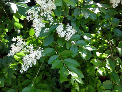 <p>Ligustrum sinense</p>