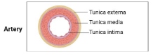 <p>arteries</p>