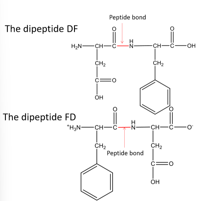 <p>Describe primary strucutre, inlcuding:</p><ul><li><p>what changes happen to the atoms</p></li><li><p>how the esequnece is written</p></li><li><p>and how the partial double-bond character of peptide affects orientation</p></li></ul><p></p>