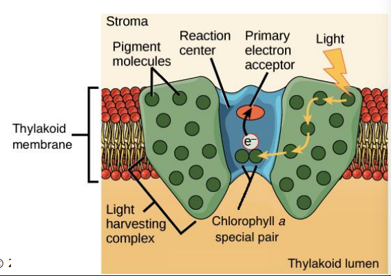 <p>Proteins complexes of chloroyphyll and accessory pigments in the thylakoid membrane</p><ul><li><p>Exterior - Light-harvesting complex</p></li><li><p>Interior - Reaction center</p></li></ul><p></p>