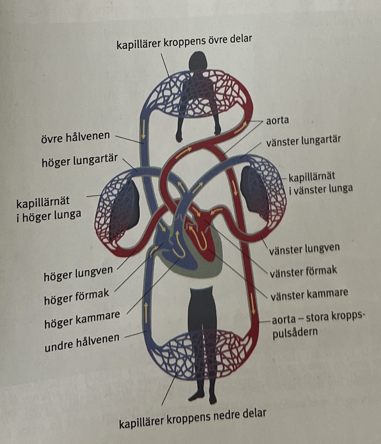 <p><u>Översikt</u></p><p>Kretsloppet i <mark data-color="#f0e0ff" style="background-color: rgb(240, 224, 255); color: inherit;">lungorna</mark> sköts av högra halvan: <mark data-color="#f0e0ff" style="background-color: rgb(240, 224, 255); color: inherit;">höger kammare</mark> pumpar blod —>(via <mark data-color="#f0e0ff" style="background-color: rgb(240, 224, 255); color: inherit;">lungartären</mark>) <mark data-color="#f0e0ff" style="background-color: rgb(240, 224, 255); color: inherit;">lungorna</mark> där blodet syresätts och avger koldioxid via <mark data-color="#f0e0ff" style="background-color: rgb(240, 224, 255); color: inherit;">diffusion</mark>.</p><p>Kretsloppet i kroppen sköts av vänstra halvan: <mark data-color="#f0e0ff" style="background-color: rgb(240, 224, 255); color: inherit;">vänster kammare</mark> pumpar blod —> (via <mark data-color="#f0e0ff" style="background-color: rgb(240, 224, 255); color: inherit;">aortan</mark>) kroppen</p><p></p><p><u>Alla steg</u></p><ol><li><p><span style="background-color: transparent; font-family: "Cormorant Garamond", serif;"><mark data-color="#f0e0ff" style="background-color: rgb(240, 224, 255); color: inherit;">Lungor</mark>: de små <mark data-color="#f0e0ff" style="background-color: rgb(240, 224, 255); color: inherit;">kapillärerna</mark> som omger alveolerna syresätts genom <mark data-color="#f0e0ff" style="background-color: rgb(240, 224, 255); color: inherit;">diffusion</mark> och avger koldioxid.&nbsp;</span></p></li><li><p><span style="background-color: transparent; font-family: "Cormorant Garamond", serif;">Syrerikt blod transporteras tillbaka till <mark data-color="#f0e0ff" style="background-color: rgb(240, 224, 255); color: inherit;">vänster förmak</mark> via <mark data-color="#f0e0ff" style="background-color: rgb(240, 224, 255); color: inherit;">lungven</mark>.&nbsp;</span></p></li><li><p><span style="background-color: transparent; font-family: "Cormorant Garamond", serif;">Syrerika blodet <strong>pumpas</strong> till <mark data-color="#f0e0ff" style="background-color: rgb(240, 224, 255); color: inherit;">vänster kammare</mark> via <mark data-color="#f0e0ff" style="background-color: rgb(240, 224, 255); color: inherit;">segelklaffen (förmaken kontraherar)</mark></span></p></li><li><p><span style="background-color: transparent; font-family: "Cormorant Garamond", serif;">Syrerika blodet <strong>pumpas</strong> ut från <mark data-color="#f0e0ff" style="background-color: rgb(240, 224, 255); color: inherit;">vänster kammare( som kontraherar)</mark> via <mark data-color="#f0e0ff" style="background-color: rgb(240, 224, 255); color: inherit;">fickklaffen till aortan.</mark> Den har ett tjockt kärlvägg för att det blir ett stort tryck på <mark data-color="#f0e0ff" style="background-color: rgb(240, 224, 255); color: inherit;">aortan</mark> när hjärtat kontraherar. <mark data-color="#f0e0ff" style="background-color: rgb(240, 224, 255); color: inherit;">Aortan</mark> kommer förgrena sig till kranskärlen som förser hjärtat med syrgas.&nbsp;</span></p></li><li><p><span style="background-color: transparent; font-family: "Cormorant Garamond", serif;"><mark data-color="#f0e0ff" style="background-color: rgb(240, 224, 255); color: inherit;">Artärerna</mark> förgrenas i mindre och mindre kärl som övergår till <mark data-color="#f0e0ff" style="background-color: rgb(240, 224, 255); color: inherit;">kapillärer</mark>. I <mark data-color="#f0e0ff" style="background-color: rgb(240, 224, 255); color: inherit;">kapillärerna</mark> sker <mark data-color="#f0e0ff" style="background-color: rgb(240, 224, 255); color: inherit;">gasutbytet</mark>. Syret diffunderar ut och det <mark data-color="#f0e0ff" style="background-color: rgb(240, 224, 255); color: inherit;">diffunderar</mark> in koldioxid. => syrefattigt blod (blått)</span></p></li><li><p><span style="background-color: transparent; font-family: "Cormorant Garamond", serif;">Det syrefattiga blodet transporteras tillbaka mot <mark data-color="#f0e0ff" style="background-color: rgb(240, 224, 255); color: inherit;">höger förmak </mark>med hjälp av <mark data-color="#f0e0ff" style="background-color: rgb(240, 224, 255); color: inherit;">kapillärer</mark> som övergår till <mark data-color="#f0e0ff" style="background-color: rgb(240, 224, 255); color: inherit;">vener</mark>. Detta sker via högre och nedre hålvenen.</span></p></li><li><p><span style="background-color: transparent; font-family: "Cormorant Garamond", serif;">Syrefattiga blodet transporteras in i <mark data-color="#f0e0ff" style="background-color: rgb(240, 224, 255); color: inherit;">höger förmak.</mark>&nbsp;</span></p></li><li><p><span style="background-color: transparent; font-family: "Cormorant Garamond", serif;">Hjärtat kontraherar och syrefattiga blodet pumpas genom <mark data-color="#f0e0ff" style="background-color: rgb(240, 224, 255); color: inherit;">segelklaffen</mark> ner i <mark data-color="#f0e0ff" style="background-color: rgb(240, 224, 255); color: inherit;">höger kammare.</mark></span></p></li><li><p><span style="background-color: transparent; font-family: "Cormorant Garamond", serif;">Syrefattiga blodet transporteras ut ur hjärtat via <mark data-color="#f0e0ff" style="background-color: rgb(240, 224, 255); color: inherit;">lungartären</mark> till <mark data-color="#f0e0ff" style="background-color: rgb(240, 224, 255); color: inherit;">lungorna</mark> för att syresättas.</span></p></li></ol><p></p>