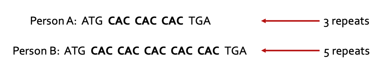<ul><li><p>Short DNA sequences (2-6 bases) repeated in tandem</p></li><li><p>Number of repeats varies between individuals</p></li></ul><p></p>