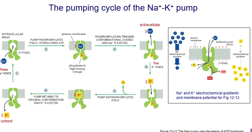 <ol><li><p>3 sodiums bind</p></li><li><p>the pump phosphorylyzes itself triggering conformational change</p></li><li><p>3 sodiums ions ejected, 2 potassium ions bind</p></li><li><p>pump dephosphorylates itself, returns to original conformation and the potassium is ejected.</p></li></ol><p></p>
