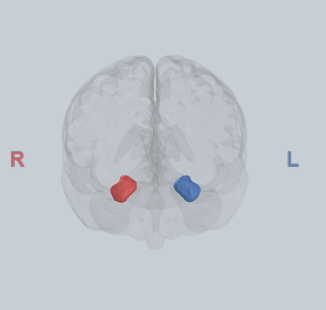 <ul><li><p>emotional evaluation</p></li><li><p>salience detection</p></li><li><p>social cognition</p></li></ul><p></p>