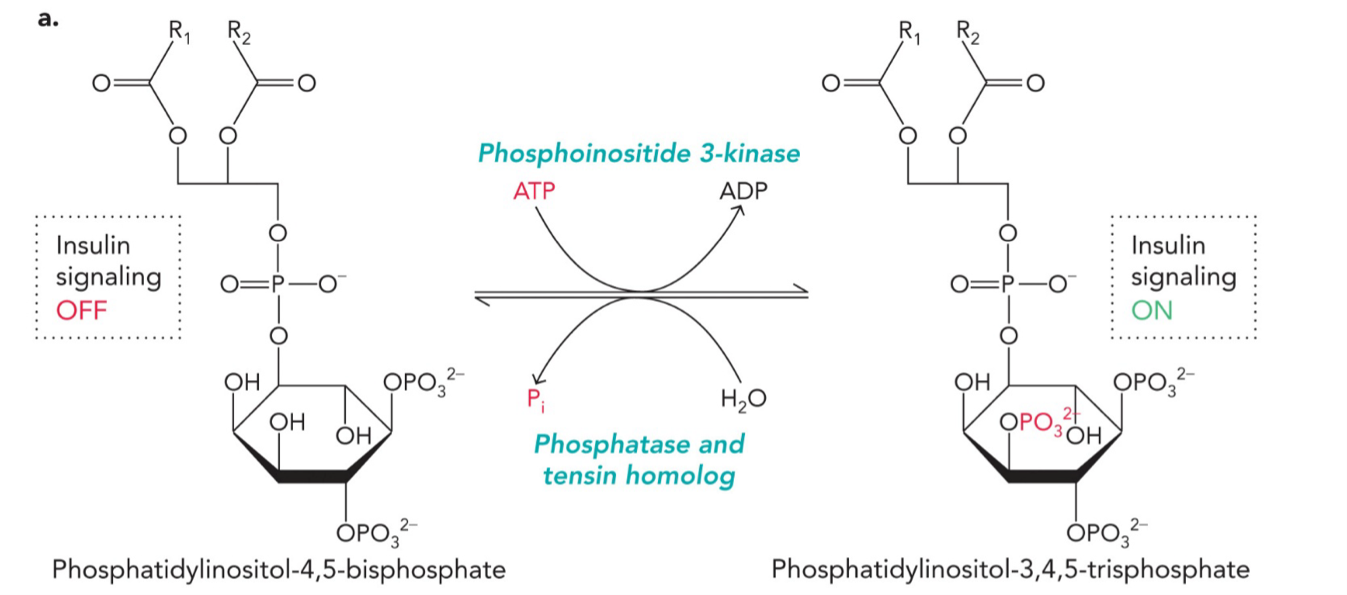 <p>Reversible covalent modifications: Molecular switches that turn on/off cell signaling and gene expression</p><p>Kinases, phosphatases</p><p>ATP is phosphoryl group source</p><p>PIP2 = phosphatidylinositol-4,5-bisphosphate (insulin signaling OFF)</p><p>PIP3 = phosphatidylinositol-3,4,5-trisphosphate (insulin signaling ON)</p><p>FORWARD REACTION (turns signaling ON)</p><p>Enzyme: Phosphoinositide 3-kinase (PI3K)</p><p>STEP 1: PIP2 binds enzyme</p><p>STEP 2: ATP donates a phosphate group and is converted to ADP</p><p>STEP 3: That phosphate is added to the molecule (PO<sub>3</sub><sup>2-</sup>)</p><p>REVERSE REACTION (turns signaling OFF)</p><p>Enzyme: Phosphatase and tensin homolog</p><p>STEP 1: PIP3 binds enzyme</p><p>STEP 2: Water (H<sub>2</sub>O) is used to remove phosphate</p><p>STEP 3: Phosphate is released as Pi (inorganic phosphate)</p>