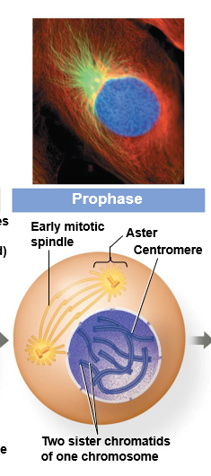 <p><strong>contents </strong>of the nucleus become <strong>visible</strong></p><p><strong>DNA </strong>strands <strong>shorten </strong>and <strong>thicken</strong></p><p>chromatin → <strong>chromosomes</strong></p><p><strong>centrioles </strong>(organelles during cell division) separate and move to <strong>opposite </strong>poles of cell</p><p>spindle <strong>fibres </strong>start to <strong>appear</strong></p><p>nuclear <strong>envelope </strong>and <strong>nucleolus disappear</strong></p>