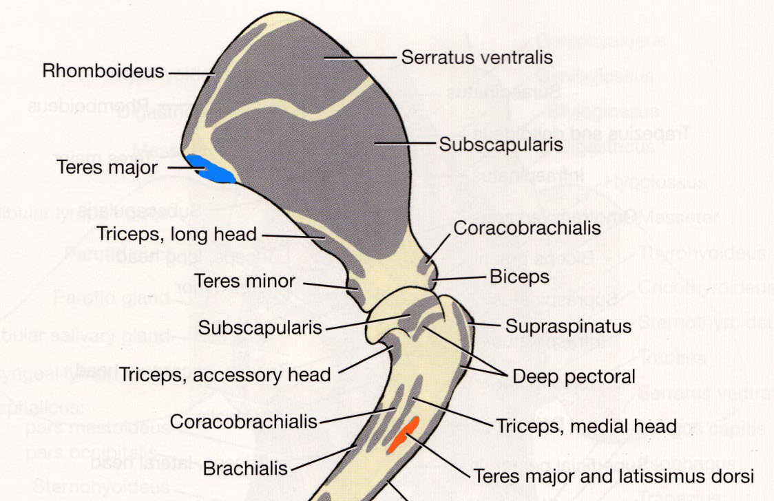 <p>teres major tuberosity of humerus</p>