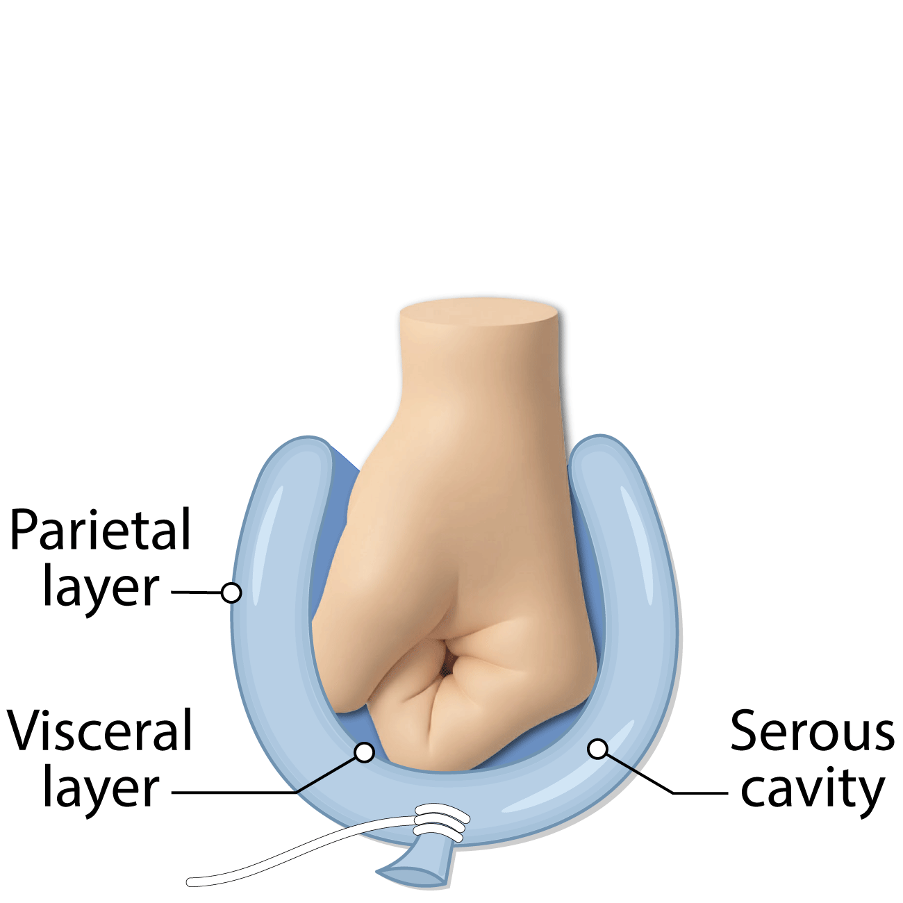 <p>thin, double-layered membranes in ventral body cavity</p><p>parietal seosa: lines cavity walls</p><p>visceral serosa: covers organs in cavity</p><p>serous fluid: secreted by both parietal and visceral serosa, cavity between serosas filled with fluid</p><p>named for the specific cavity and associated organs (parietal/visceral pleurae and pleural fluid in lungs)(parietal/visceral peritoneum and peritoneal fluid in abdominopelvic) cavity)(parietal/visceral pericardium and pericardial fluid in heart area)</p>