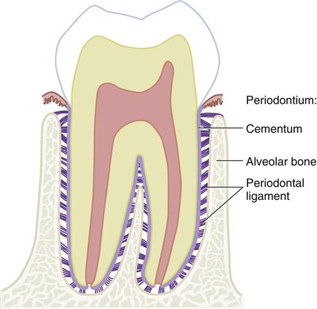 <p>Connects tooth root to surrounding bone</p>