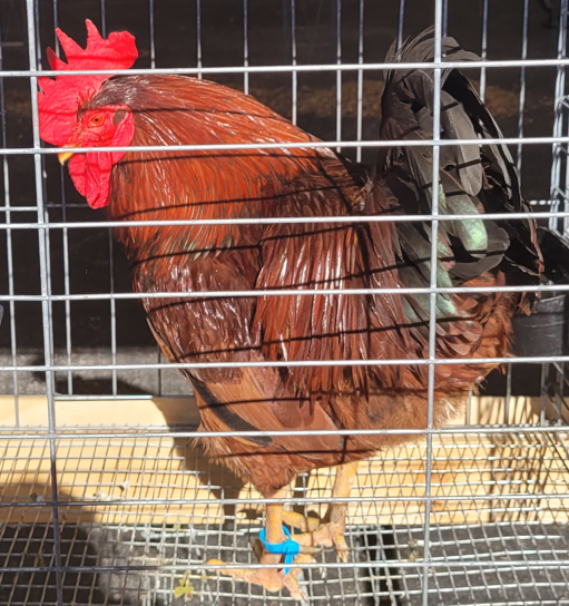 <p>What type of Cock is this?</p>