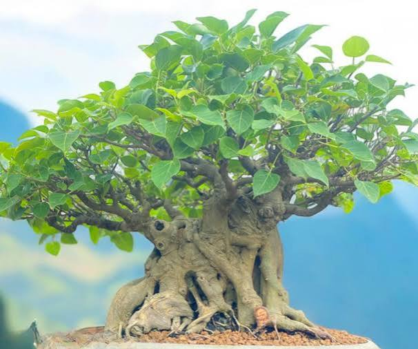 <p>có thể uốn nắn, thay đổi hoặc phát triển</p>