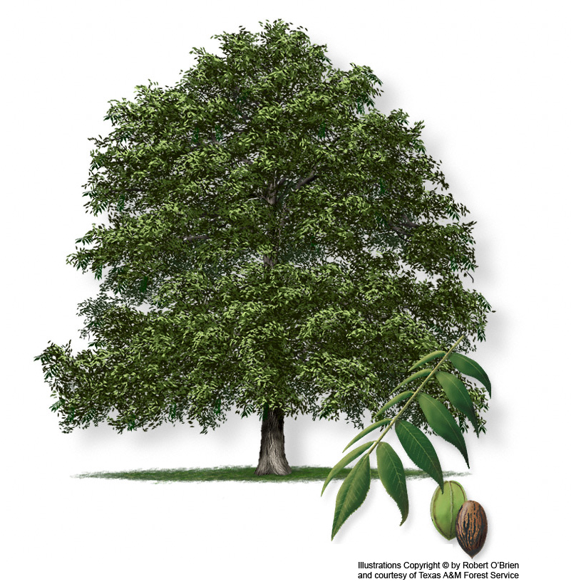 <p>Juglandaceae, Carya illinoinensis, asymmetrical leaves, serrate, obvious veination, smells like pecan pie when crushed</p>