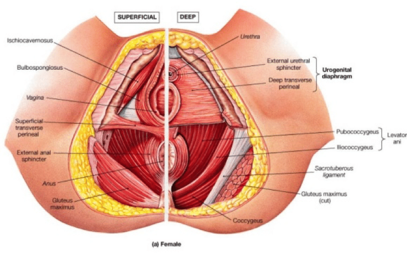 <ul><li><p>a paired muscle of the pelvic floor found in the superficial perineal space along with the ischiocavernosus and superficial transverse perineal muscles</p></li><li><p>sexually dimorphic: wrapped around the bulb of the penis and corpus spongiosum in males, encircles the vaginal orifice in females</p></li><li><p>compresses erectile tissues</p><ul><li><p>facilitates urination, ejaculation, erection in males</p></li><li><p>contributes to erection of the clitoris and emptying the greater vestibular glands in females</p></li><li><p>supports the perineal body in both sexes</p></li></ul></li></ul><p></p><p>origin → male: perineal body, median penile raphe</p><p>→ female: perineal body</p><p>insertion → male: perineal membrane, dorsal aspect of corpus spongiosum and corpa cavernosa, fascia of bulb of penis</p><p>→ female: pubic arch, fascia of corpa cavernosa and clitoris</p><p>action → male: compresses the bulb of the penis during urination/ejaculation, assists in erection of the penis, supports perineal body</p><p>→ female: assists in erection of clitoris/bulb of vestibule, supports perineal body</p><p>innervation → deep branch of perineal nerve (of pudendal nerve) (S2-S4)</p><p>blood supply → perineal artery</p>