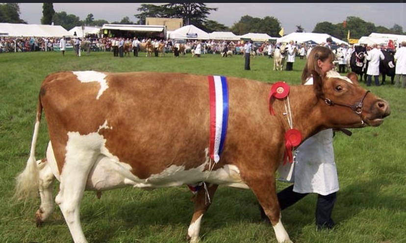 <p>Breed?</p>