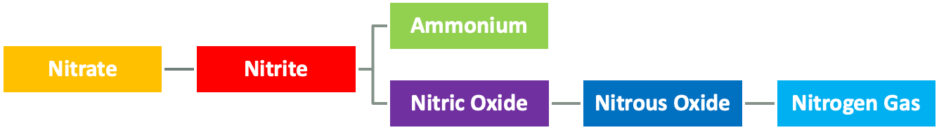 <ul><li><p>nitrate (NO3) used as final inorganic e- acceptor</p></li><li><p>needs enzyme nitrate reductase to convert nitrate to nitrite</p></li><li><p>or another to reduced nitrate to N2 (g) (denitrification)</p></li><li><p>or nitrate to ammonium for incorporation (assimilatory nitrate reduction)</p></li></ul><p></p>