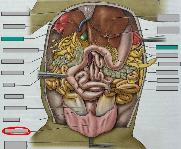<p>What part of the organism is this?</p>