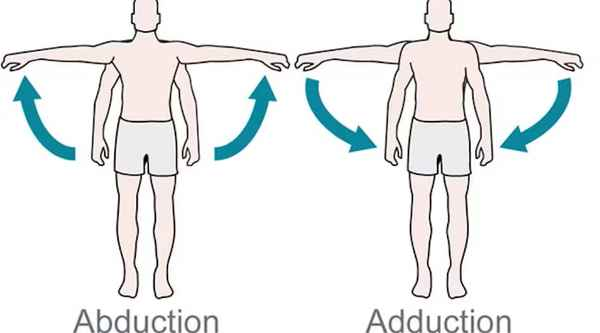 <p>Move toward the midline </p>