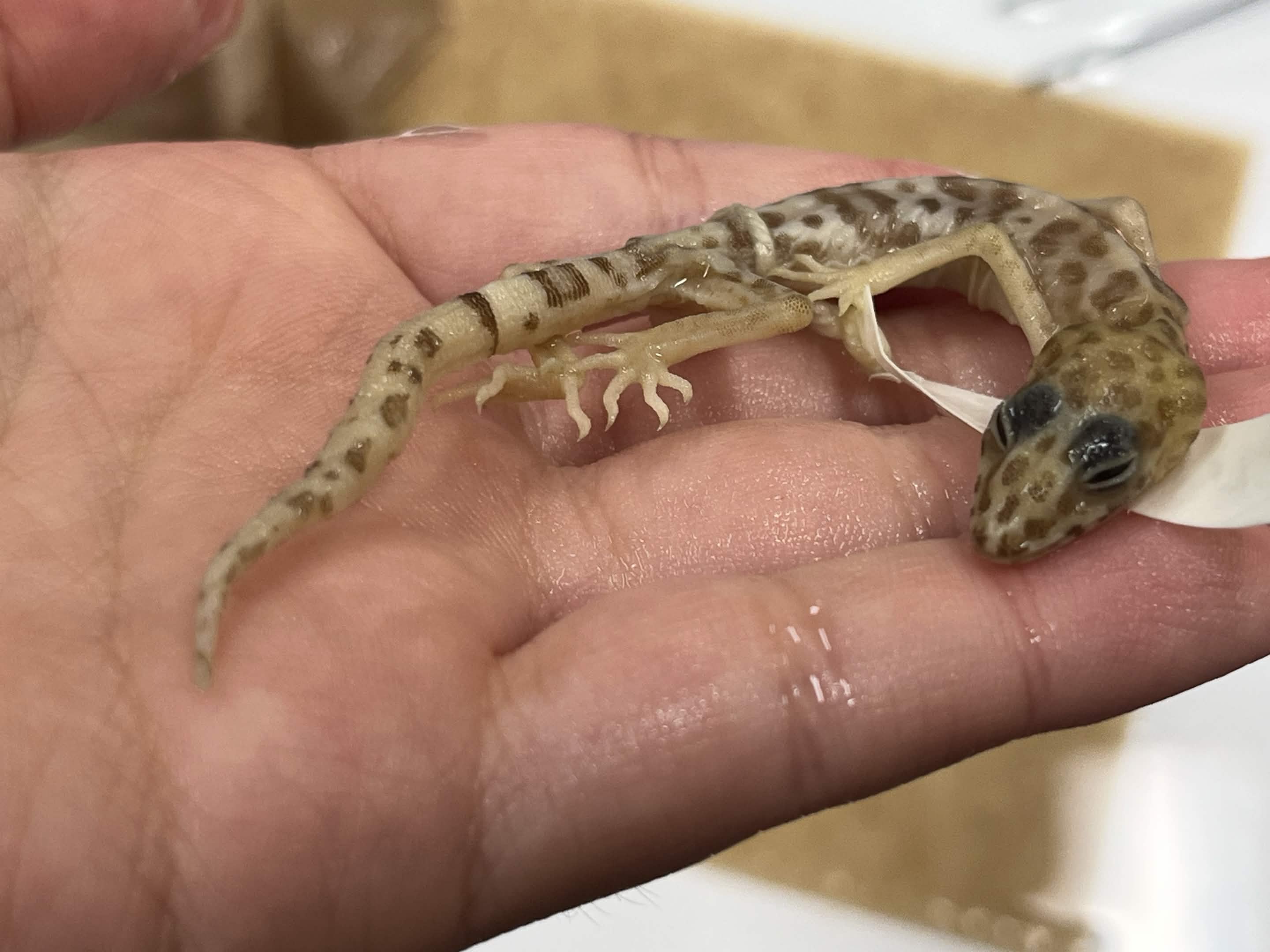 <p>Family + Species?</p><ul><li><p><strong>no toe pads</strong></p></li><li><p><strong>eyelids</strong></p></li></ul><p></p>