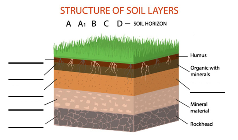<p>Label the following layers. What are the components of layer B?</p>