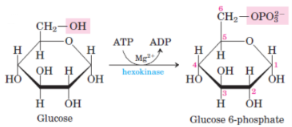 <p>1st step of glycolysis</p><p>catalysed by hexokinase (skeletal muscle)/glucokinase (liver)</p>