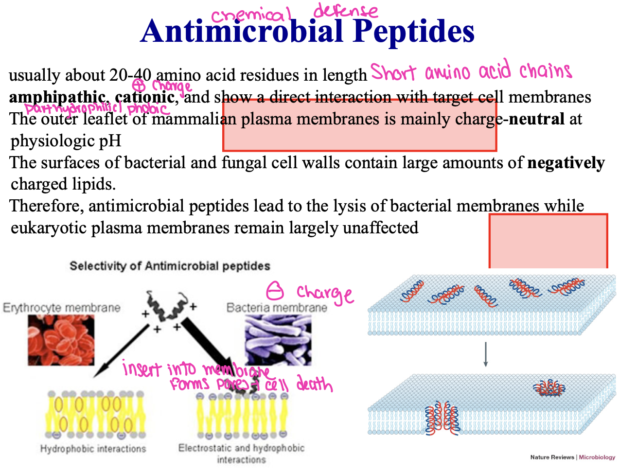<p>surface skin, contact outside world, lungs </p><p>usually about 20-40 amino acid residues in length - Short amino acid chains</p><p class="p1">• <strong>amphipathic</strong>, <strong>cationic</strong>, and show a direct interaction with target cell membranes</p><p class="p4">Parthydrophilis) phobic</p><p class="p1">• The outer leaflet of mammalian plasma membranes is mainly charge-<strong>neutral</strong> at</p><p class="p1">physiologic pH</p><p class="p1">• The surfaces of bacterial and fungal cell walls contain large amounts of <strong>negatively</strong></p><p class="p1">charged lipids.</p><p class="p1">• Therefore, antimicrobial peptides lead to the lysis of bacterial membranes while</p><p class="p1">eukaryotic plasma membranes remain largely unaffecteed</p>