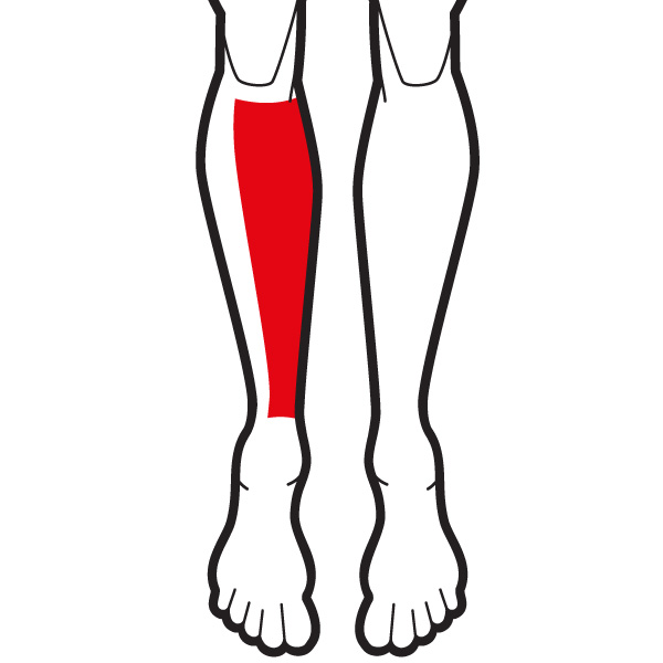 <p>Shin</p>