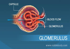 <p>Glomerulus</p>