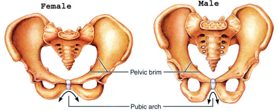 <ul><li><p>A wider more circular pelvic inlet </p></li><li><p>Sacrum is shorter and wider with flater curvature </p></li><li><p>Coccyx tilts posteriorly </p></li><li><p>Lager pubic bone</p></li><li><p>The inferior angle between the opposite pubic bones is farther apart</p></li><li><p>the illium projects farther laterally </p></li></ul><p></p>