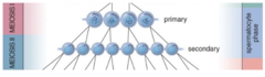<p>What is the result of Meiosis I in spermatogenesis?</p>