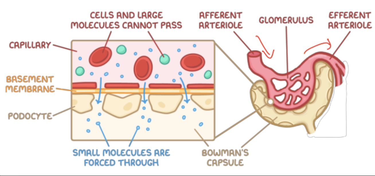 <ol><li><p>fenestrated capillaries: fenestratio slits in the wall (endothelium) allows blood plasma to pass through</p></li><li><p>basement memrane: a layer of glycoproteis that allows only small solutes and water to permeate and form the filtrate in bowman’s capsule (size selective)</p></li><li><p>podocytes: cells that surround/ wrap around capillaries to form filtration slits. provide structural support to avoid bursting of the capaillary under high pressure</p></li></ol><p></p>