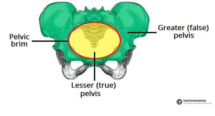 <p>true: dictates the bony limits of the birth canal</p><p>false: supports the enlarging uterus. guides fetus into true pelvis. </p>