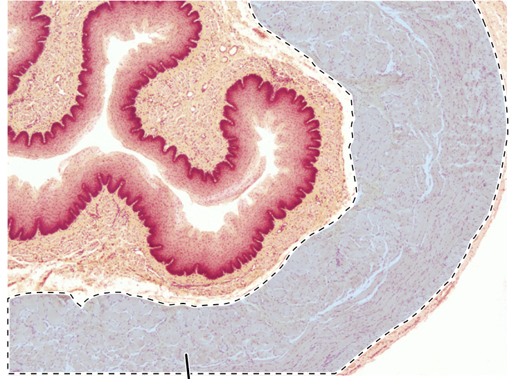 knowt flashcard image