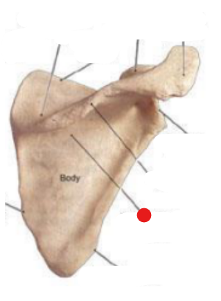 <p>Name this structure</p>