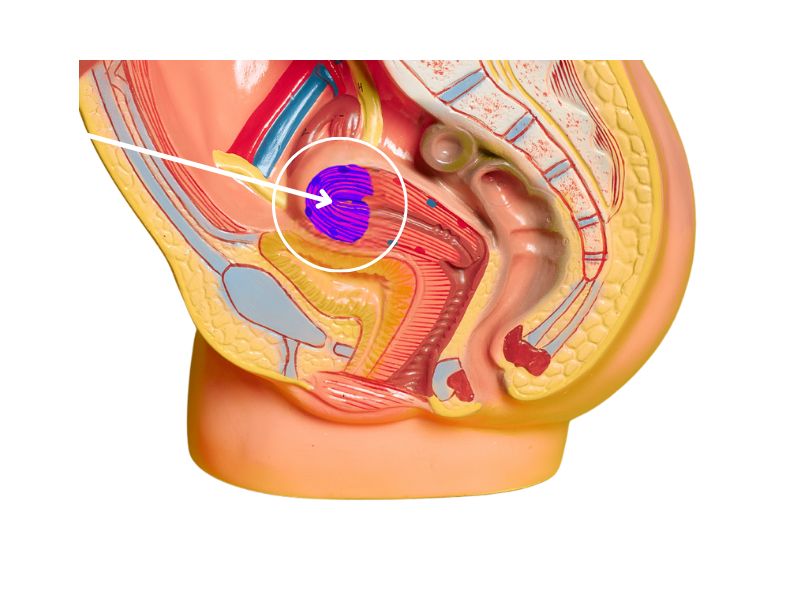 <p><span>Identify the highlighted part of the female reproductive system below. You are looking at the organs and structures from the side.</span></p>