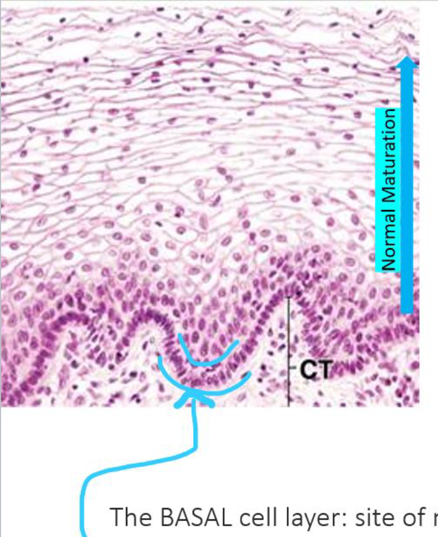 <p>The Basal Layer in the cell:</p><ul><li><p>Site for normal cytosis for cell replenishment in the oral cavity</p></li></ul><p></p>