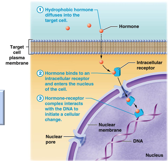 <p>small, nonpolar, and hydrophobic hormones that can diffuse across target cell membranes to reach receptors in the cytosol or nucleus</p>