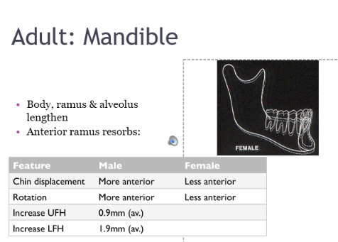 <p>body, ramus and alveolus lengthen</p><p>anterioir ramus resorbs</p>