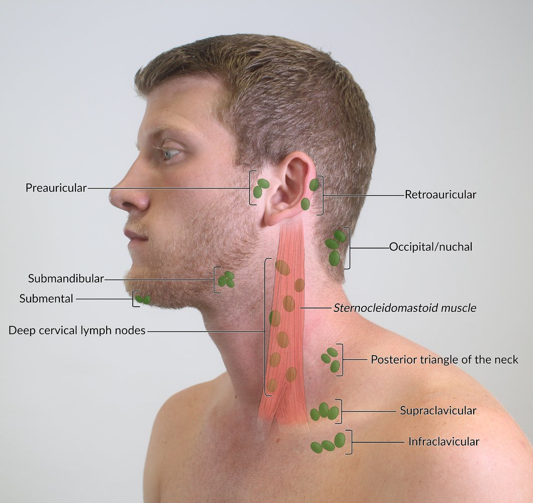 <ul><li><p><span style="background-color: transparent; font-family: "Times New Roman", serif;">Superclavicular</span></p></li></ul><p></p>