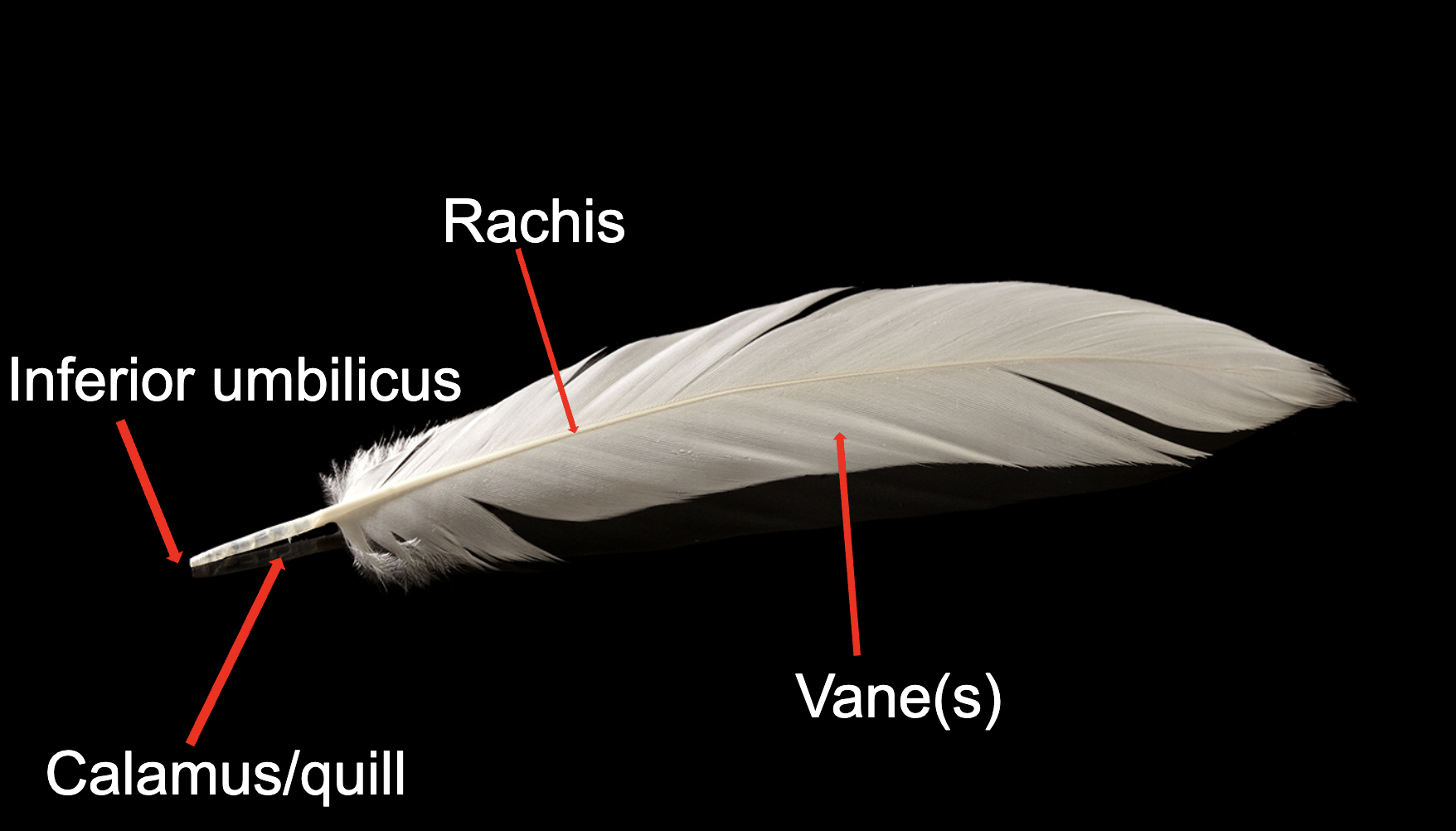 <ul><li><p>Basic parts </p><ul><li><p>Rachis: strong middle shaft </p></li><li><p>Vanes</p></li><li><p>Calamus/quill: part of Rachis with no vein </p></li><li><p>Inferior umbilicus: the hole in the bottom of feather </p></li></ul></li></ul><p></p>
