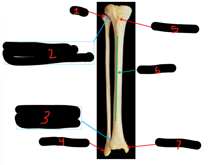 <p>7</p>