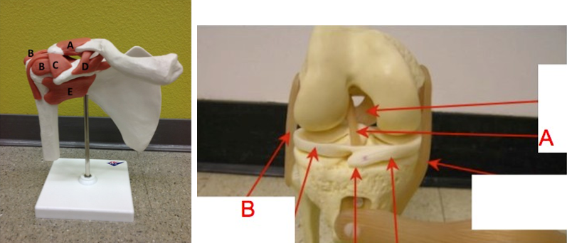 <p>Identify A and E on the shoulder (left image).</p>