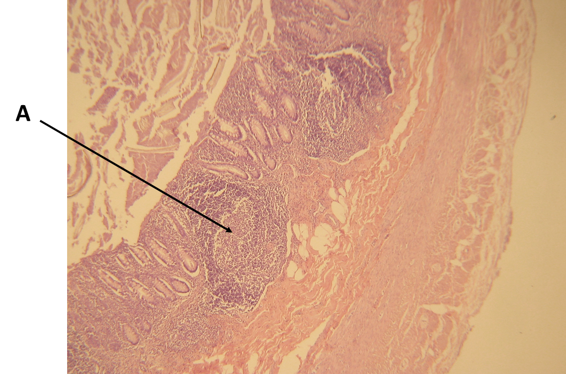 <p><span>Identify the organ in this image.</span></p>