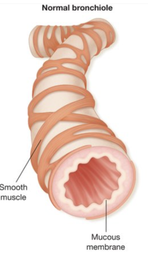 <p>The bronchi continue to divide into smaller tubes called bronchioles:</p><ul><li><p>Approximately 1mm in diameter</p></li><li><p>Branch into smaller terminal bronchioles</p></li><li><p>Don’t contain cartilage</p></li><li><p>Have smooth muscle in their walls</p></li></ul><p>Can contract, relax, controlling airflow through the lungs</p>