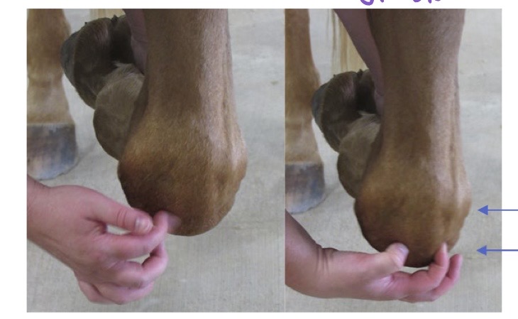<p>what joint is being palpated?</p>