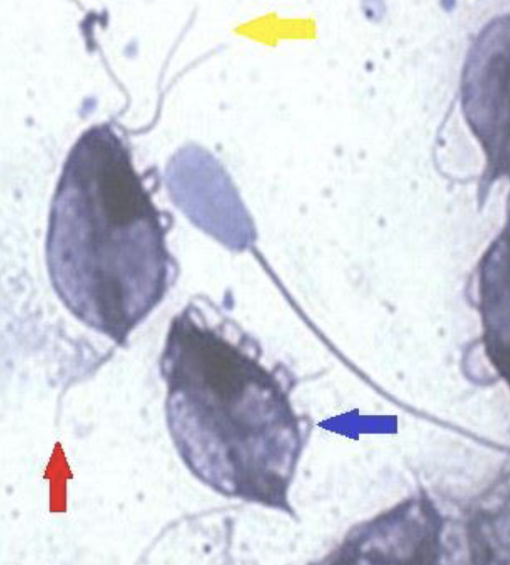 <p>ID parasite</p>